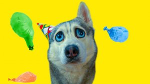 ТАКОГО ОТ ДНЯ РОЖДЕНИЯ Я НЕ ОЖИДАЛ!! (Хаски Бандит) Говорящая собака