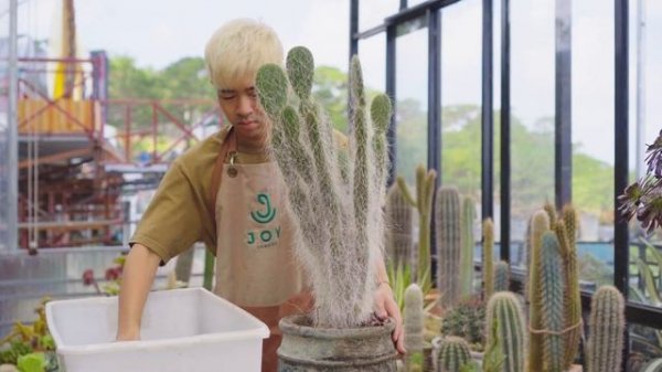 Repot HUGE Succulents & Cactus // Joy Garden Succulent