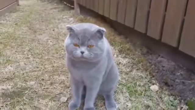 КОТ РУГАЕТ ХОЗЯЙКУ! ТОЛЬКО 2% СМОГЛИ ДОСМОТРЕТЬ ЭТОТ РОЛИК смотреть онлайн