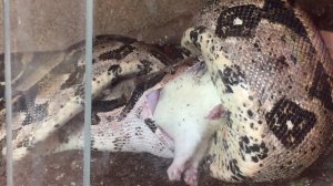 Видео 18+ Змея ест крысу