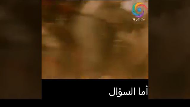 Cavallo arabo смотреть онлайн