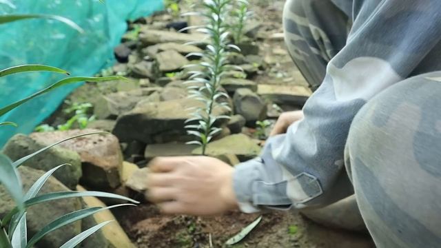 Building a new life Ep.74 | Plant fruit trees and clean up the vegetable garden | live with nature смотреть онлайн