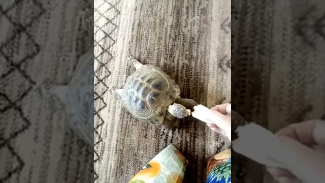 среднеазиатская черепаха ест банан смотреть онлайн