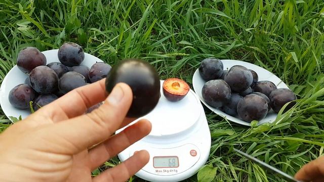 Алыча Генерал Cherry Plum General