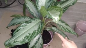 Аглаонема Сильвер Бэй. Особенности сорта, пересадка, размножение делением куста.