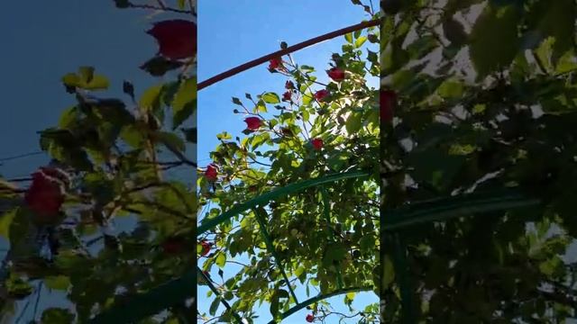 Дача. Лето. Июнь 2022 #дача #лабрадор смотреть онлайн