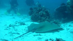 Footage from steve irwin's death