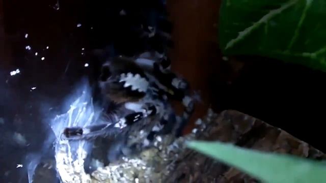 Cyriopagopus schioedtei Опасный птицеед 2 смотреть онлайн