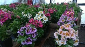 Схизантуз - выращивание, уход.