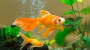 Р. Щедрин балет "Конек-Горбунок" танец золотых рыбок