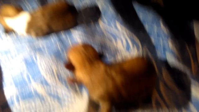 Щенята пищат! ? смотреть онлайн