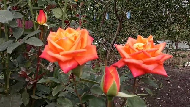 Уникально непрывно цветущая роза.Роза Супер Стар. смотреть онлайн