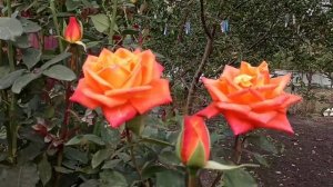 Уникально  непрывно цветущая роза.Роза Супер Стар.