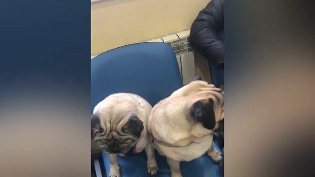 Прививка!!!!💉для мопса. Чтоб собакен не болел,надо его защетить🤔Как?сделать прививку!!!🤗 смотреть онлайн