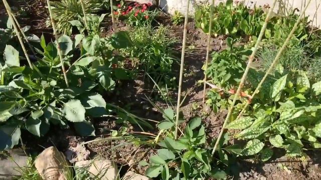 VLOG/МОЙ ОГОРОД/ГОТОВЛЮ смотреть онлайн