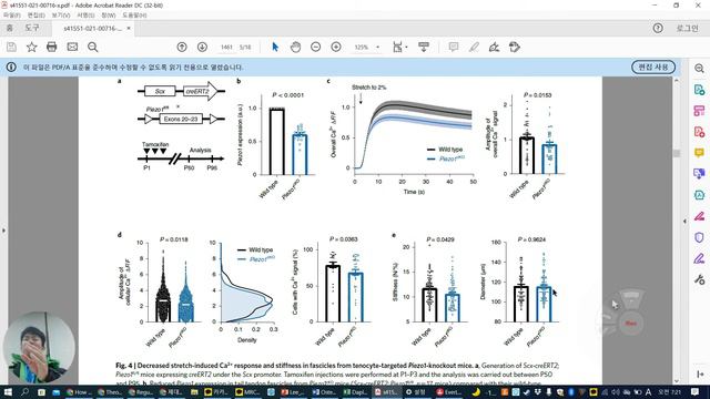 Shear-stress PIEZO1 regulates tendon stiffness смотреть онлайн