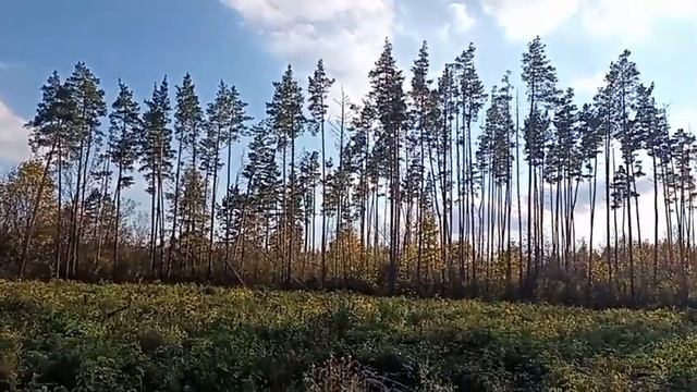 искал грибы смотреть онлайн