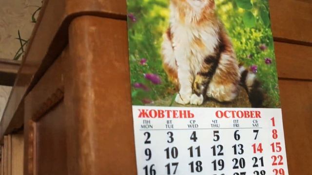 КОШКА МУСЯ СЛЕДИТ ЗА СИНИЦАМИ! СТРОГАЯ ПОЗА! смотреть онлайн
