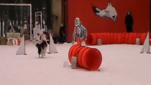 Д-1 Large - Соболева Кира и шелти Брабус смотреть онлайн