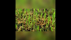 Занимательное видео для детей и взрослых От зерна до каравая