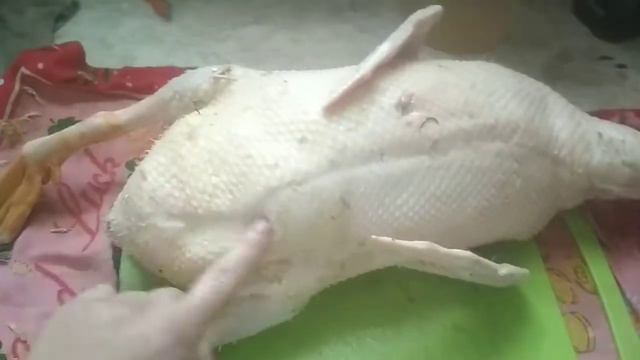Первый опыт разделки утки(селезьня) смотреть онлайн
