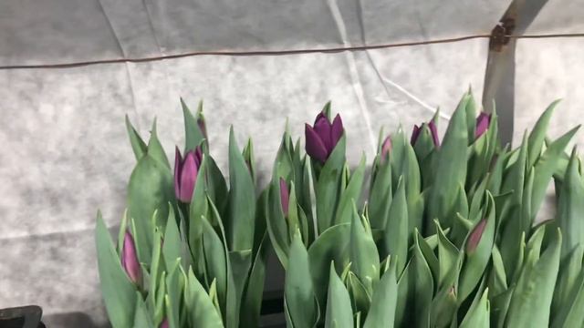 Первые тюльпаны 09.02.2022 смотреть онлайн