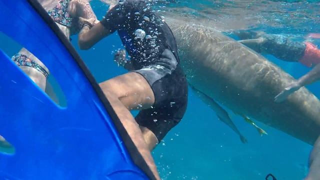 Dugong (Dugong Dugon)