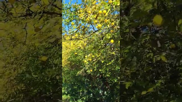 Понцирус трьохлисточковий ???. Декоративний лимон. смотреть онлайн