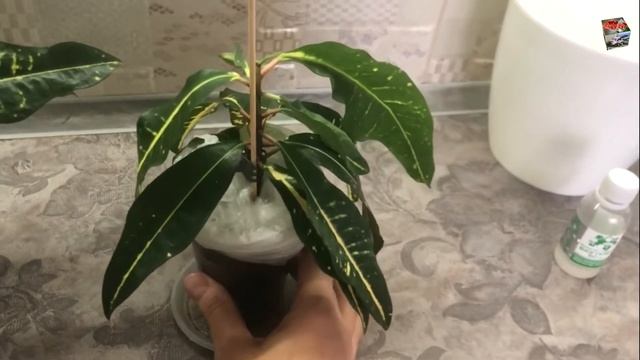 КРОТОН с ПОЛНОЙ ПОТЕРЕЙ ТУРГОРА - что делать? Как реанимировать?