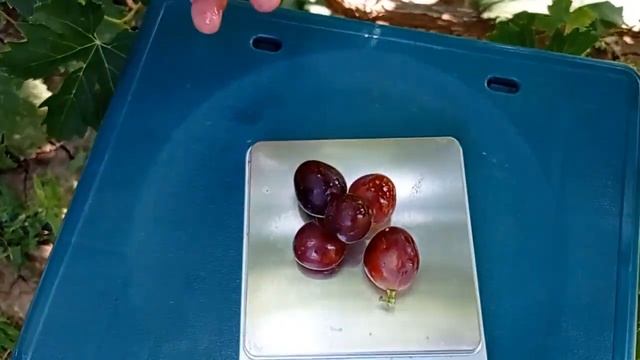 @Виноград ВЕЛЕТЕНЬ зреет Виноградник Гергеля, г Полтава, 25 08 21 смотреть онлайн