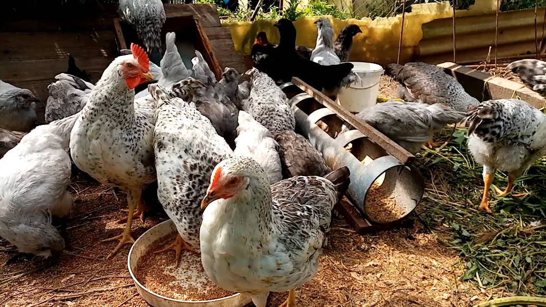 Какие куры ЛУЧШЕ - породистые или помесные? смотреть онлайн