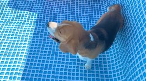 ШЕРЛОК 24 ЧАСА В БАССЕЙНЕ ЧЕЛЛЕНДЖ. БРОС ШОУ ПЕТ