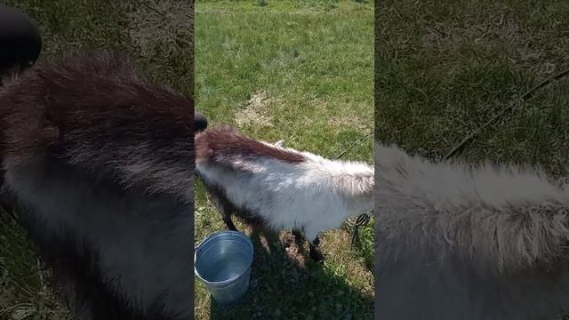 березка наша привела мальчиков козлят смотреть онлайн