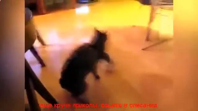 приколы про животных с музыкой смотреть онлайн