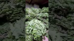 Профессиональные дубовые веники от производителя Сила Бани