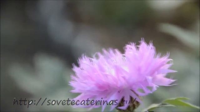 Василёк садовый розовый. Многолетнее растение смотреть онлайн