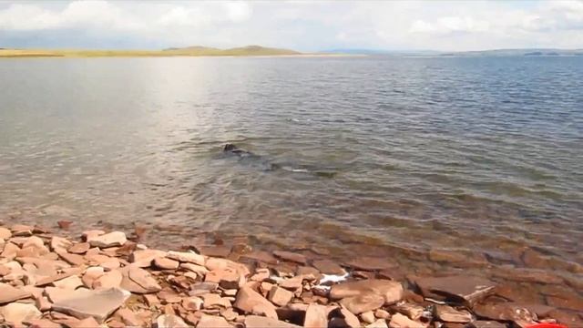 Рыбалка в Хакасии. Подводная охота на Сазана. Подводная съемка. смотреть онлайн