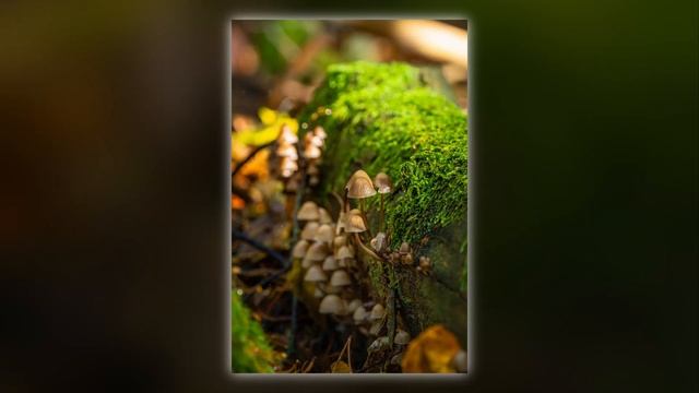 Endlich Ein Paar Pilze Im Wald - Herbstlicher Waldspaziergang - Makrofotografie Und Stille Genießen