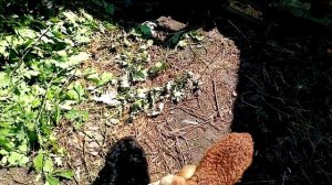 Как вылечить понос у ягнят, козлят.