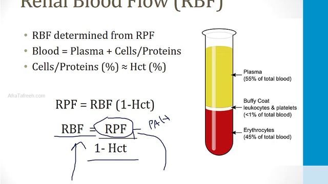 Renal - 1. Embryology, Anatomy and Physiology - 4.Renal Physiology II atf смотреть онлайн