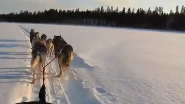 Старый лес смотреть онлайн