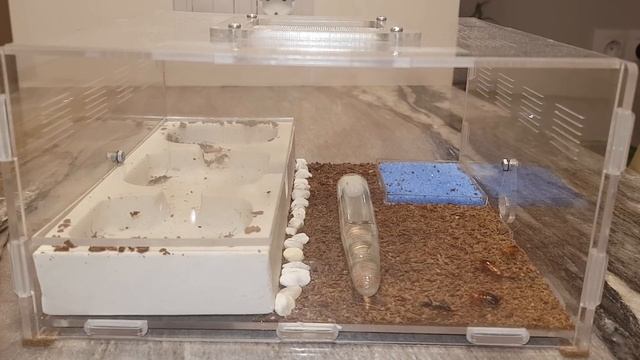 Содержание Венаторов (Harpegnathos venator ) смотреть онлайн