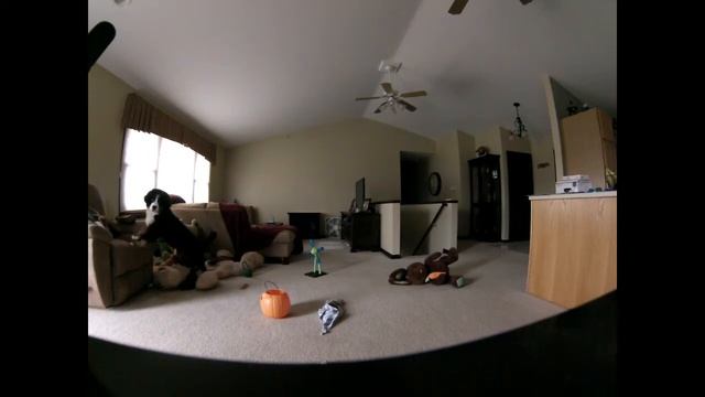 Sarge & Charlie Home Alone смотреть онлайн