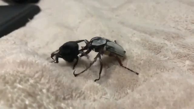 Пьяные Жуки смотреть онлайн