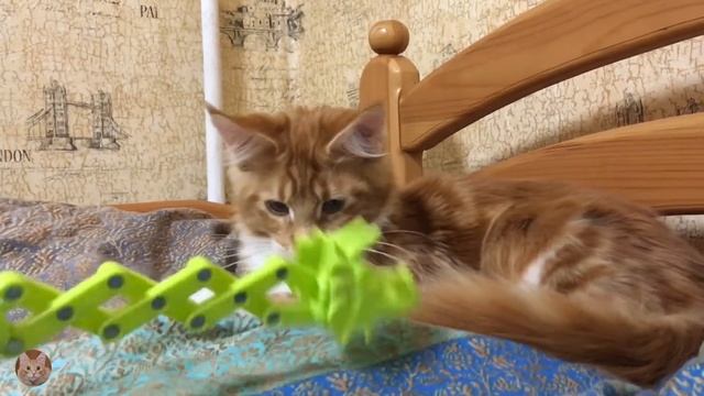 Ларсон -котёнок мейнкун. Окрас -красный мрамор. смотреть онлайн