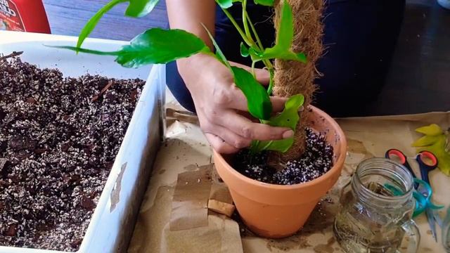 Epipremnum Pinnatum Skeleton Key Potting & Care -Rubys Plants