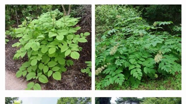 Аралия высокая или маньчжурская Описание, выращивание и применение смотреть онлайн