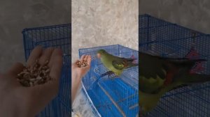 Роскошный горный попугай Гриша