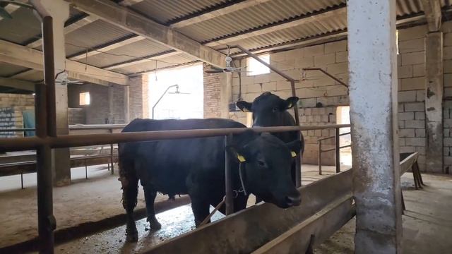 Hama Sirlar Ochildi Tez Semirtirish Usuli#BahromUz