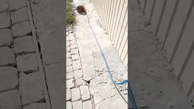 Отмостка спустя  три года